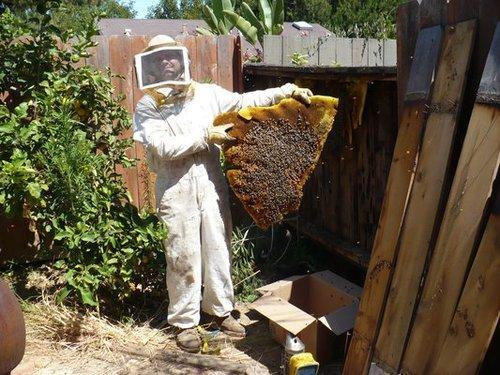 Honey bee removal discount near me