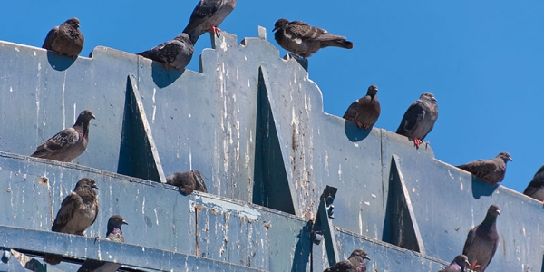 bird pests ovbbufs6e5592lsgeqxe97qhame06nv4ccfjkhfa2g