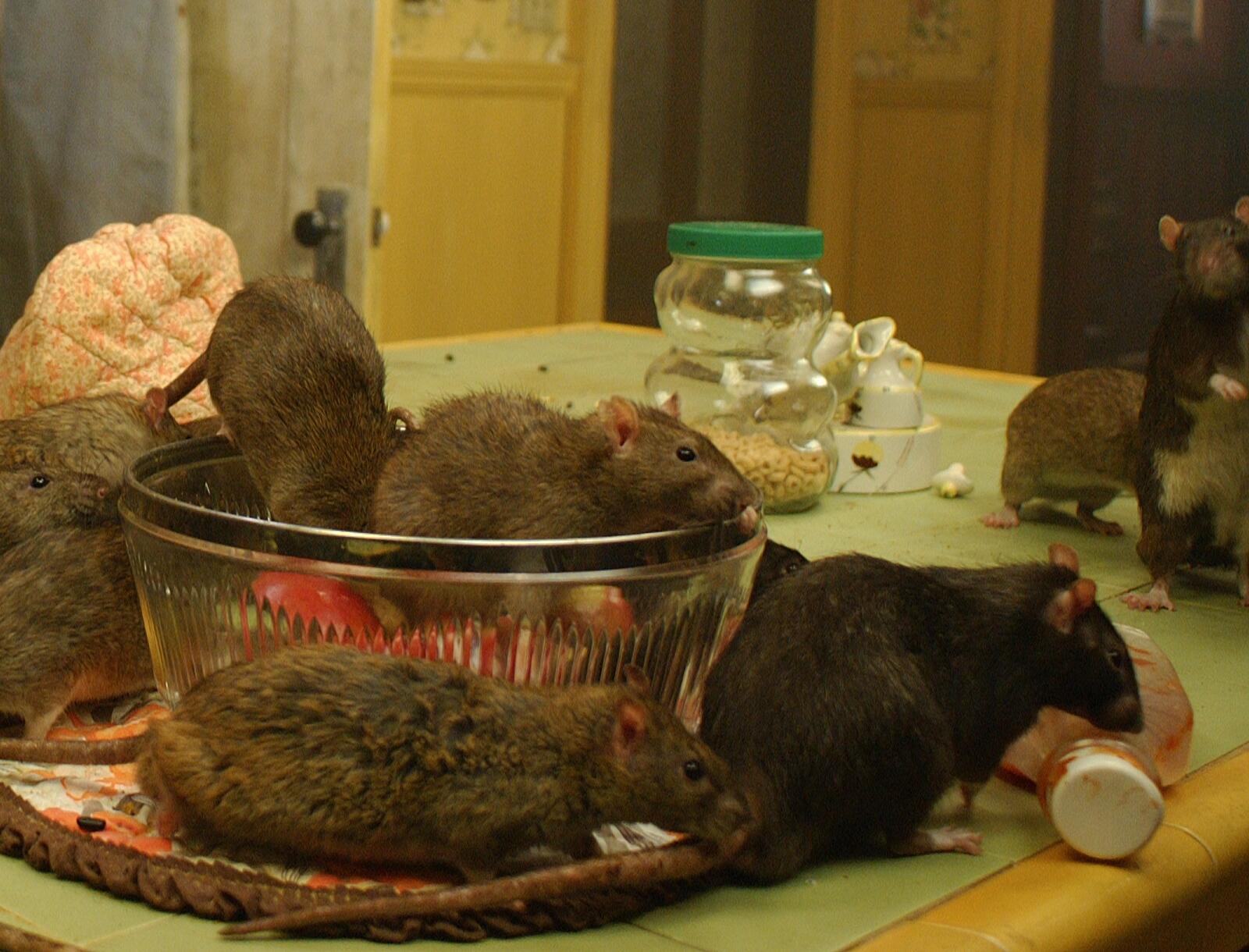 rats in kitchen